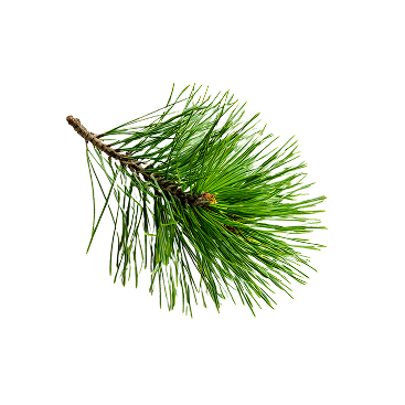 ветка пихты