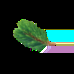 ветка пихты