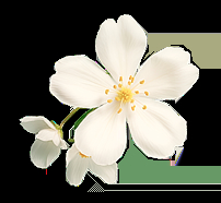 цветок ванили